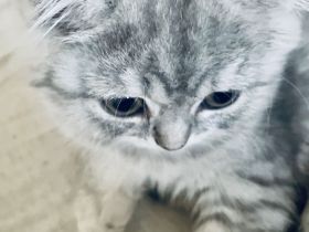Kuschelwuschel BKH Kitten
