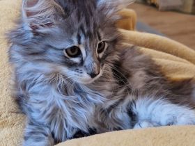 Norwegisches Waldkatzenkitten sucht liebevolles Zuhause