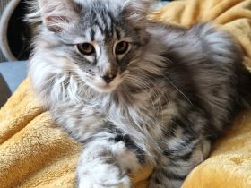 Norwegisches Waldkatzenkitten sucht liebevolles Zuhause