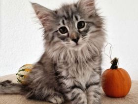 Norwegisches Waldkatzenkitten sucht liebevolles Zuhause