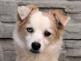Blue, liebe Hündin, die gerne auf ihren ersten gute Erfahrungen mit Menschen aufbauen will, 1J, 36cm