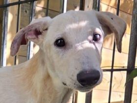 Nala - wer nimmt sich einer wundervollen, dankbaren Hündin an? 7M, 53cm