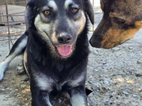 Nina sucht ihr Für-immer-Zuhause