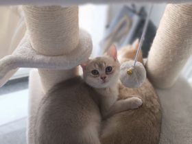 Drei bezaubernde BKH-Kitten suchen ein liebevolles Zuhause