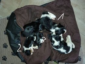 Cavalier King Charles Spaniel Welpen