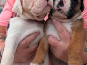 Boxer-Staff-Welpen