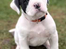 Boxer-Staff-Welpen