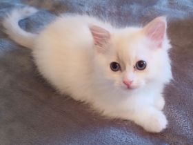 Ragdoll-Kitten abzugeben