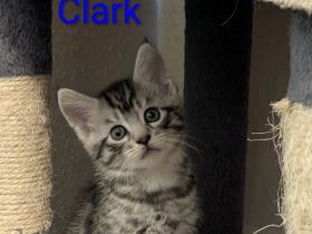 Main Coon Mix Kitten