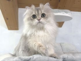 BLH-Kitten mit Stammbaum - geimpft, gechipt und kastriert