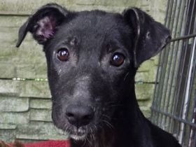 Nina, offene, neugierige, liebe Hündin sucht liebevolles und fürsorliches Zuhause, 6M, 55cm