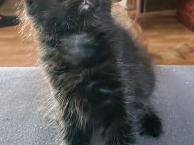 Wunderschönes Maine-Coon-Kätzchen sucht liebevolles Zuhause 🐾