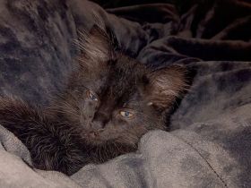 Katzen baby