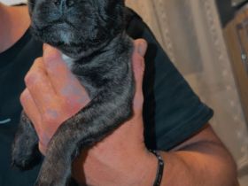 Hündin Französische Bulldogge