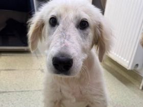 Wer schenkt dem stattlichen Hundekind Leonardo ein Zuhause?