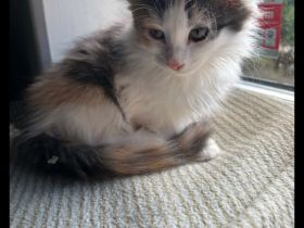 2 Maincoon kitten