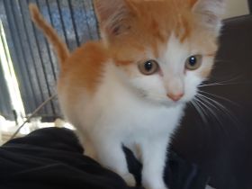 Bkh mix kitten