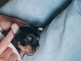 3 Yorkshire Terrier Welpen