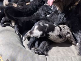 Strobelmixwelpen intelligente Familienhunde.