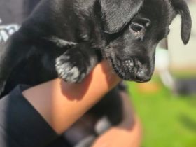 Strobelmixwelpen intelligente Familienhunde.