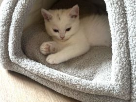 Bkh kitten zu verkaufen