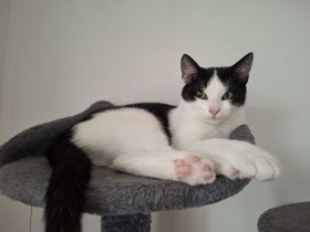 junger gesunder kastrieter Kater