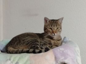 2 BKH Kater Brüder Idefix & Benchy sind 1 Jahr & 6 Monate alt sie suchen ein liebes volles warmes Zu