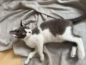 Sphynx Kitten Velour