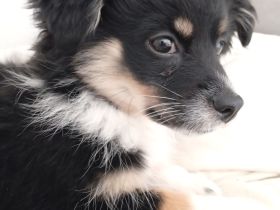 Ivy sucht ein flauschiges Sofa in einem liebevollen Zuhause