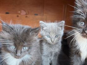 6 süße Maine Coon Mischlingskatzen suchen ein neues Zuhause