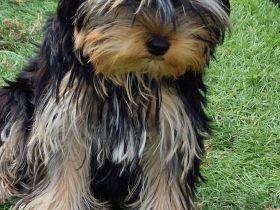 Yorkshire Terrier