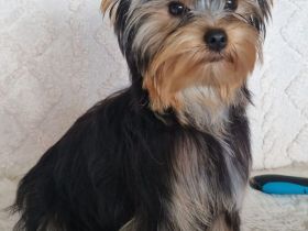 Yorkshire Terrier