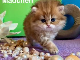 BLH Katzenbaby mit Stammbaum🐈