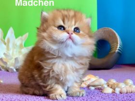 BKH Katzenbaby mit Stammbaum🐈
