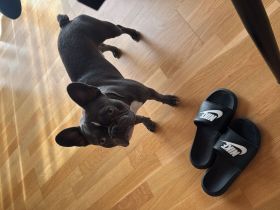Französische Bulldogge Rocky sucht ein liebevolles neues Zuhause