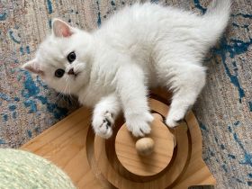 Cattery von Bibraho