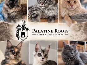 Palatine Roots