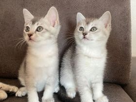 Wunderschöne BKH Kätzchen / Kitten