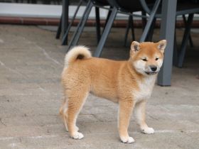 Süßes Shiba Inu Welpen Mädchen