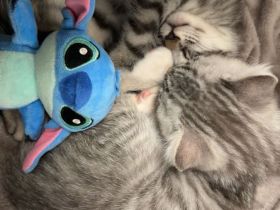 Zwei liebevolle Katzenbrüder suchen gemeinsam ein neues Zuhause