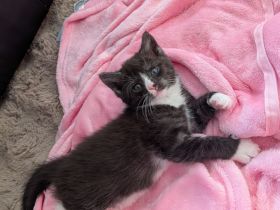 Maine Coon Mix Kitten