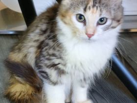 Sehr süße junge Bengal Main Coon Mix Katze in allerbeste Hände abzugeben