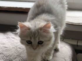 BKH-Katzen und Kitten in liebevolle Hände abzugeben