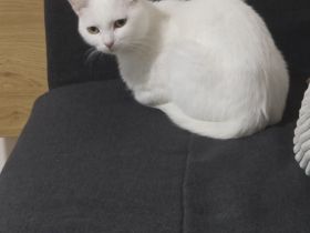 Liebe weiße Katze sucht ein neues Zuhause 🤍🐱