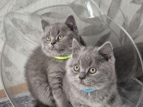BKH Kitten
