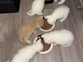 6 schöne süße BKH