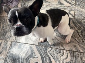 Hades sucht ein für IMMER zu Hause