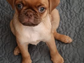 Retro/ Altdeutscher Mops Welpe Schoko Fawn abzugeben