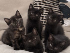 Kitten Katze Katzer EKH BLH Mix