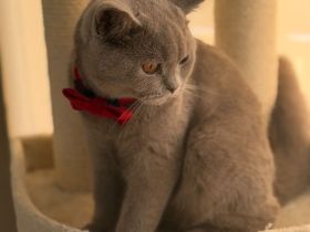 Liebevoller BKH Kater in Lilac sucht ein artgerechtes Zuhause
